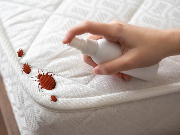 Emergency Pest Control Services in Wilsonville, OR